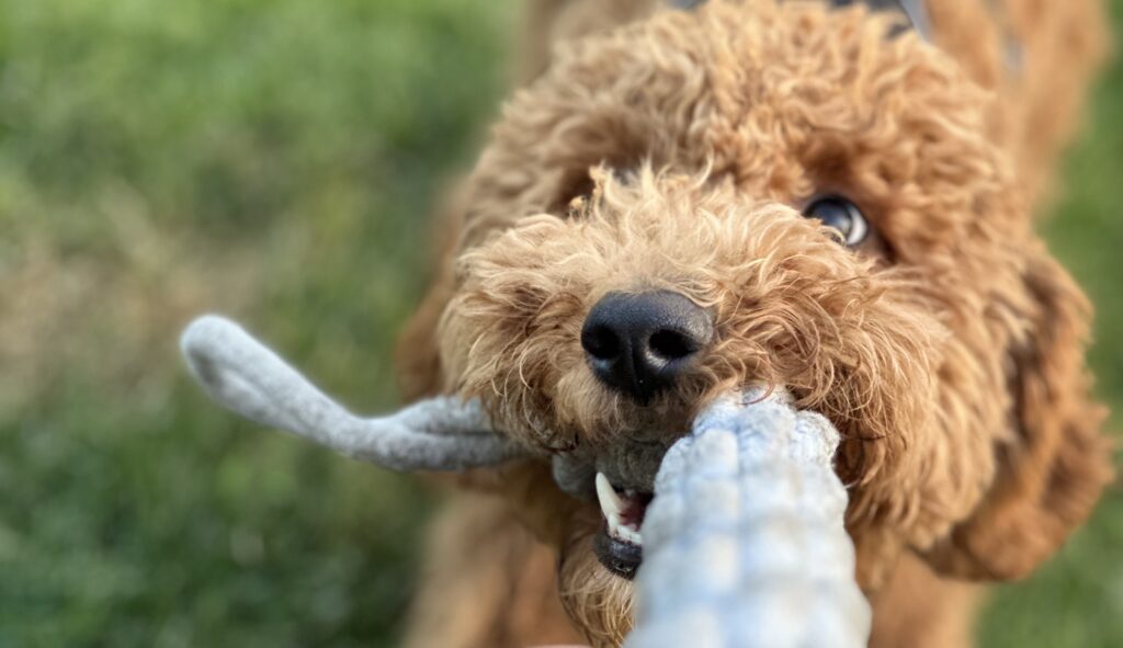 Cookie Labradoodle, brauner Hund zieht an Spielzeug 