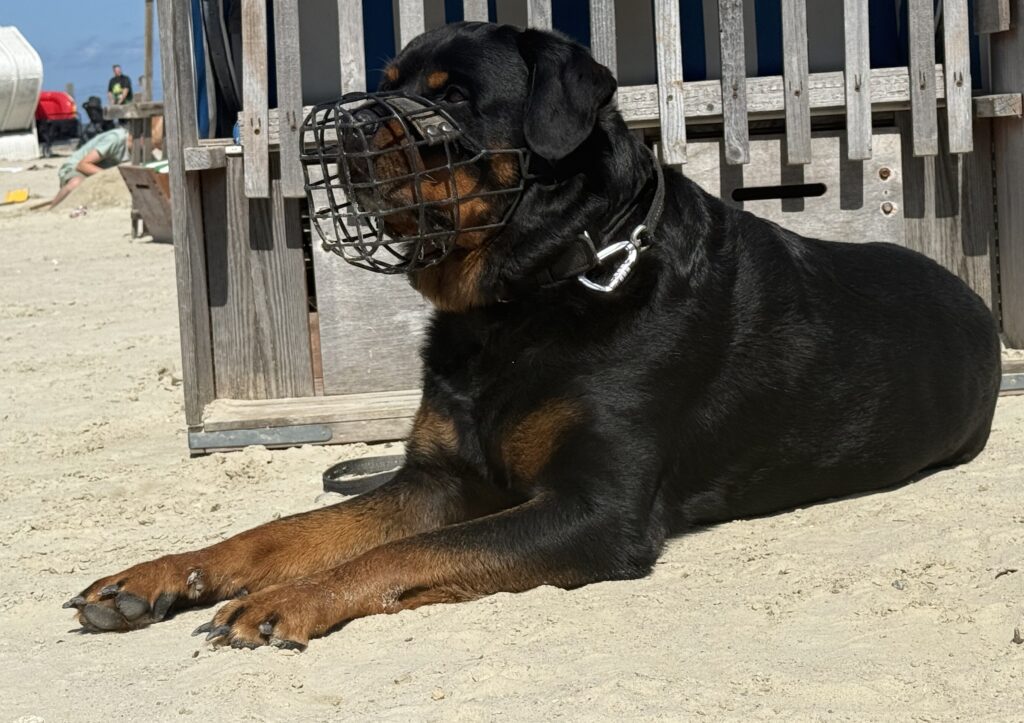 Rottweiler am Strand mit Maulkorb 
