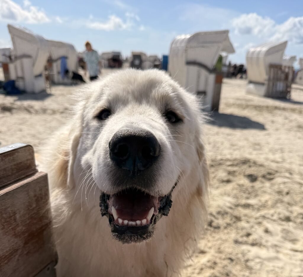 Hund am Strand mit Strandkörben