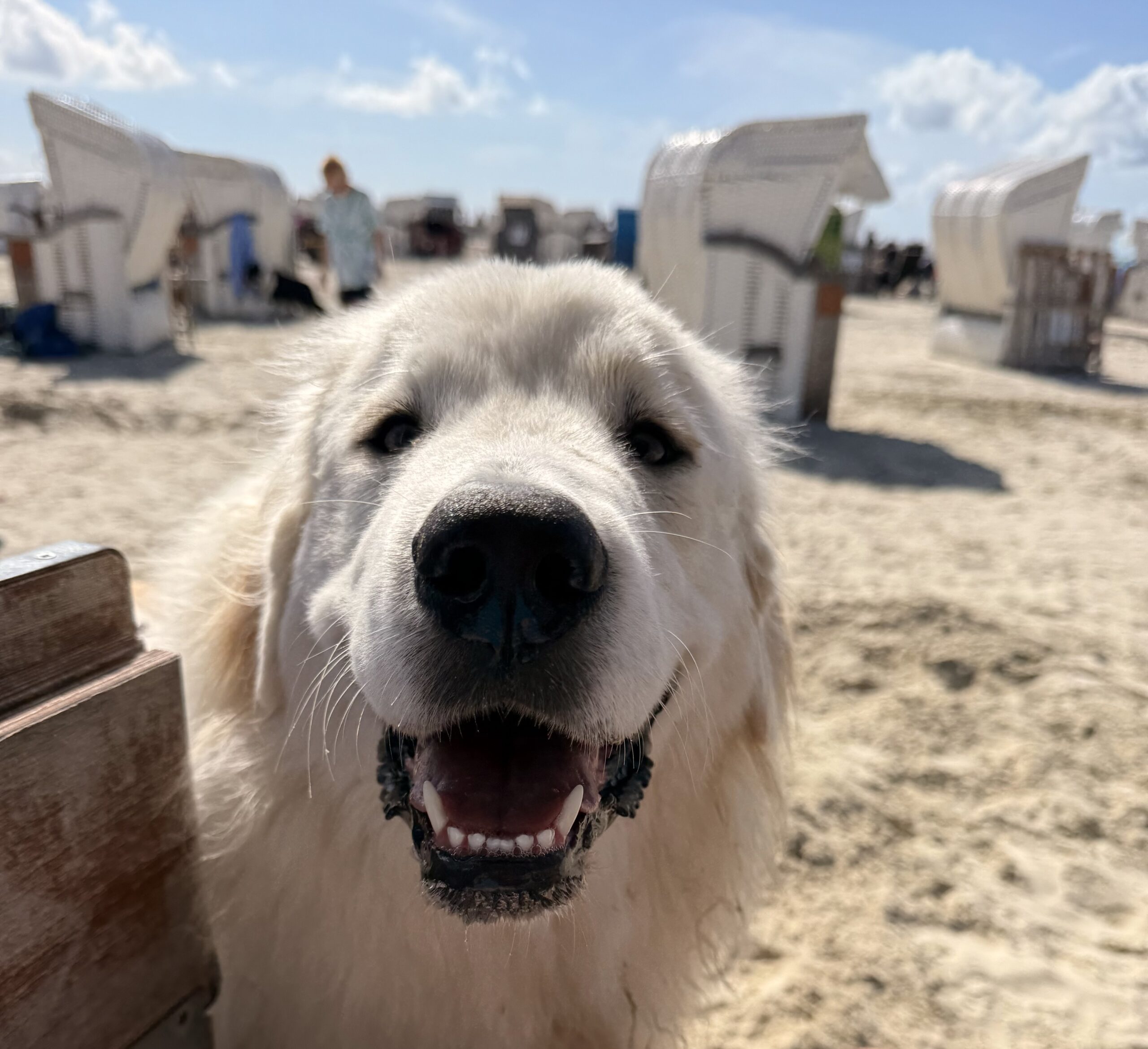 Hund am Strand, freundlich, aufmerksam