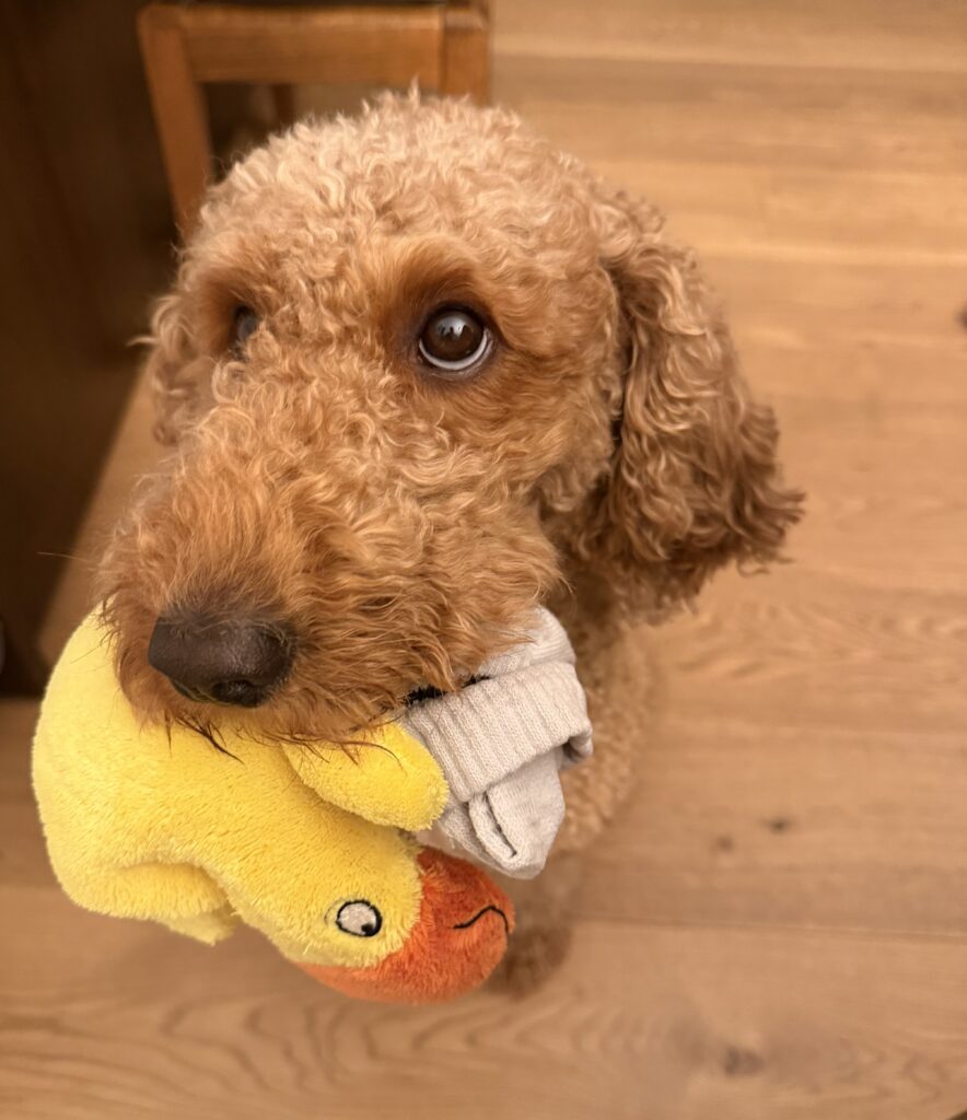 Labradoodle-Hündin Cookie mit gelber Ente