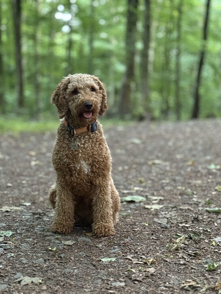 Cookie im Wald