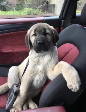 Hund in Auto 