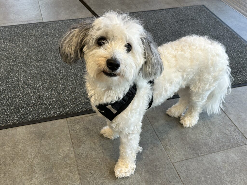 kleiner, weißer Hund